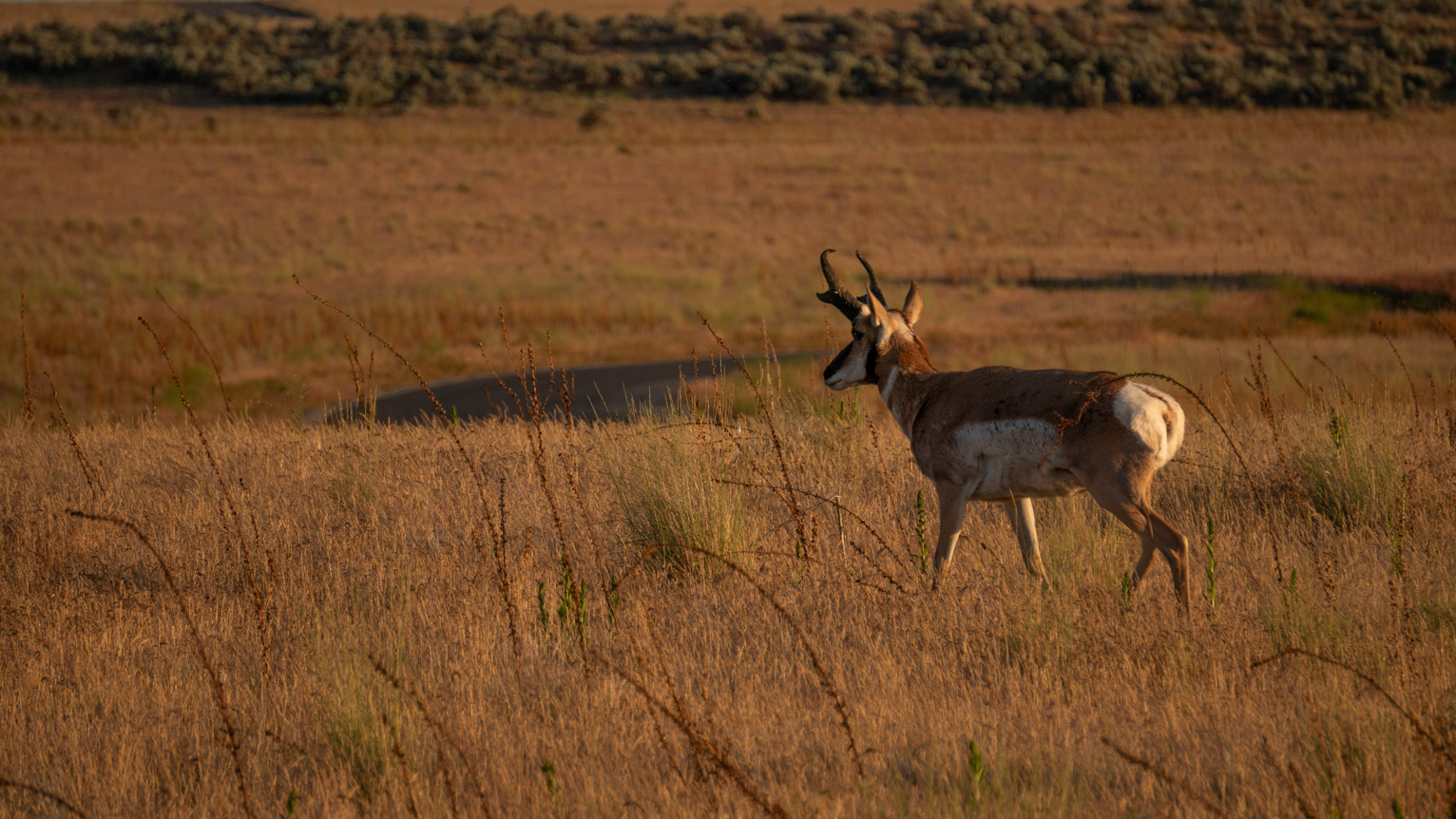 A pronghorn walks in the golden sunlight